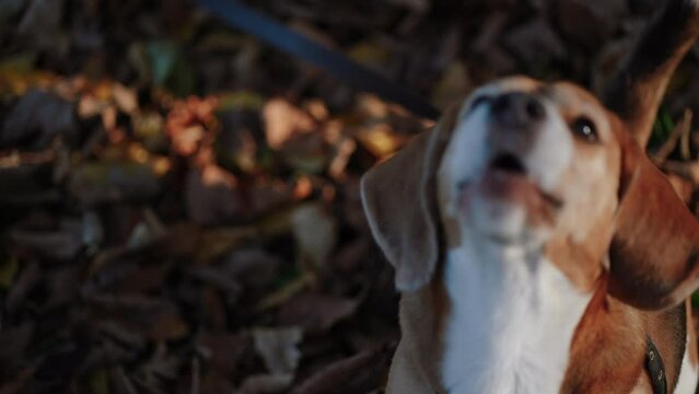 A handsome young male Beagle gives voice to his owner's request. A good concept on the subject of animal training. The autumn season gives a special atmosphere in the frame. Close-up