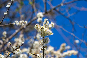 A close up of blackthorn blossom on a sunny spring day