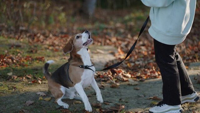 A handsome young male Beagle gives voice to his owner's request. A good concept on the subject of animal training. The autumn season gives a special atmosphere in the frame.
