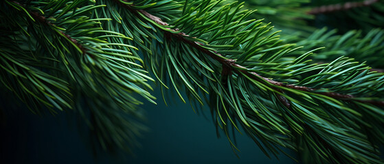 A Captivating Macro View of a Fir Tree Branch, Illuminating the Delicate Details and Sublime Elegance of the Evergreen Wonder