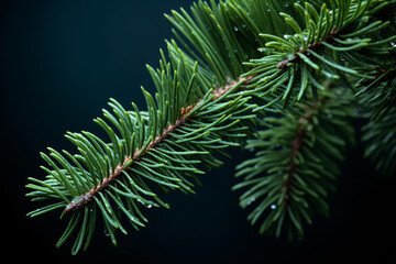 A Captivating Macro View of a Fir Tree Branch, Illuminating the Delicate Details and Sublime Elegance of the Evergreen Wonder