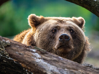 Fototapeta premium Braunbär