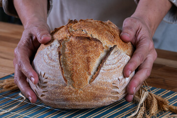 female hands holding natural fermentation artisanal bread - obrazy, fototapety, plakaty