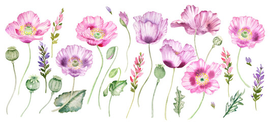 Watercolor set of pink poppy flowers illustrations
