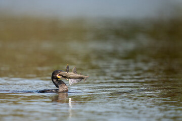 neotropic cormorant fishing in river in tropical Pantanal