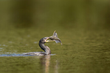 neotropic cormorant fishing in river in tropical Pantanal