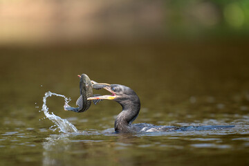 neotropic cormorant fishing in river in tropical Pantanal