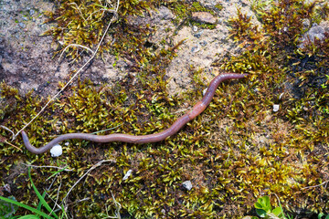 Obraz na płótnie Canvas Useful Earthworm in the Nature