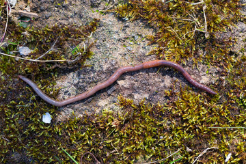 Useful Earthworm in the Nature