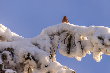 bird on snow covered branches