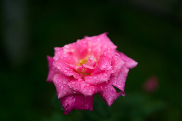 pink rose with water drops on the petals in the garden