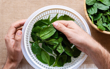 Male hands washing green spinach in water.