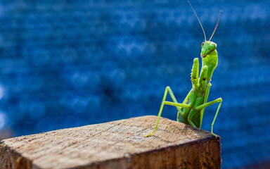 green praying mantis