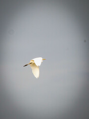 great white egret in flight