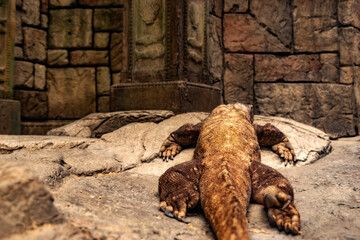A specimen of Komodo dragon, also called Komodo monster and Komodo monitor at the Mandalay Bay Resort and Casino on the Las Vegas Strip.