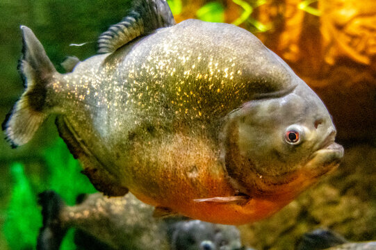 Photograph of a spectacular specimen of the red-bellied piranha, one of the most famous fish due to its dangerousness, since it has powerful jaws that can devour a person.