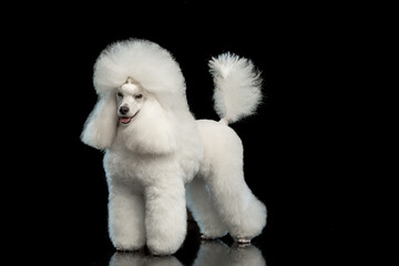 White poodle on a black background