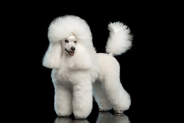 White poodle on a black background