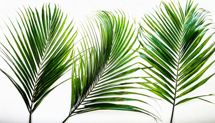 palm leaves isolated on white