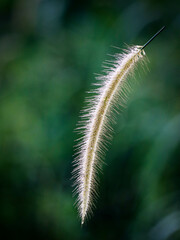 closed up portrait of wild flower