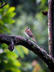 brown shrike resting on tree branch