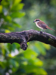 brown shrike resting on tree branch