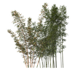 Bamboo, bambu, evergreen, small tree, bush, tree, big tree, light for daylight, easy to use, 3d render, isolated