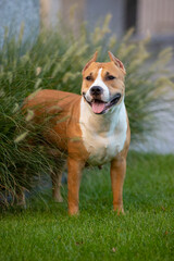 American Staffordshire Terrier on a walk