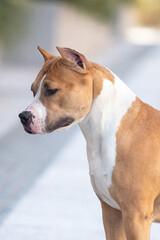 American Staffordshire Terrier on a walk