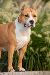 American Staffordshire Terrier on a walk