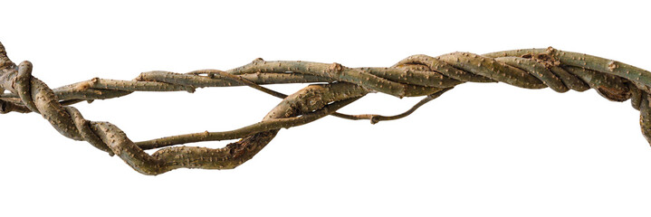 Twisted dried Liana jungle vine.