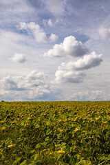 Fototapeta na wymiar Sunflowers on a field.