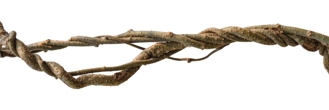 Twisted dried Liana jungle vine.