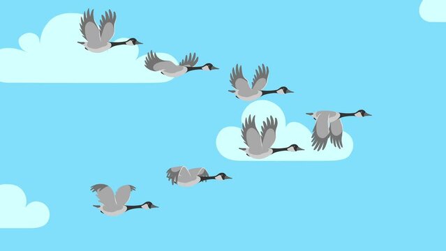 Cartoon animation of flock of geese flying in the blue sky passing clouds with alpha channel.