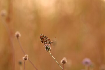 una farfalla melitaea didyma su un fiore in autunno