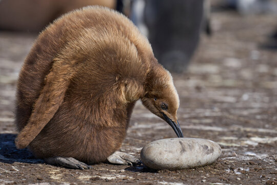 Young King Penguin (Aptenodytes patagonicus) covered in brown fluffy down investigating a stone at Volunteer Point in the Falkland Islands.