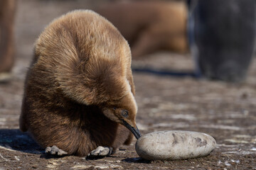 Young King Penguin (Aptenodytes patagonicus) covered in brown fluffy down investigating a stone at Volunteer Point in the Falkland Islands. © JeremyRichards