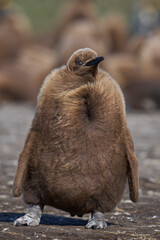 Young King Penguin (Aptenodytes patagonicus) covered in brown fluffy down at Volunteer Point in the Falkland Islands. © JeremyRichards