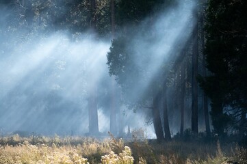 Dramatic scene of a glowing sun shining through a rising smoke in a forest