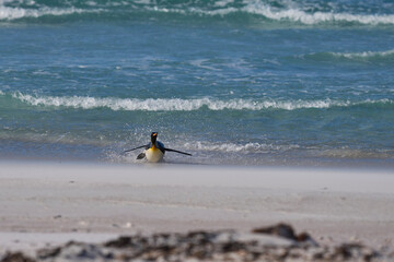 King Penguin (Aptenodytes patagonicus) coming ashore after feeding at sea at Volunteer Point in the...