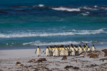 Large group of King Penguins (Aptenodytes patagonicus) walking along a sandy beach at Volunteer...