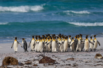 Large group of King Penguins (Aptenodytes patagonicus) walking along a sandy beach at Volunteer Point in the Falkland Islands.