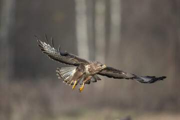 landing Common buzzard Buteo buteo in the fields in winter snow, buzzards in natural habitat, hawk bird on the ground, predatory bird close up winter bird
