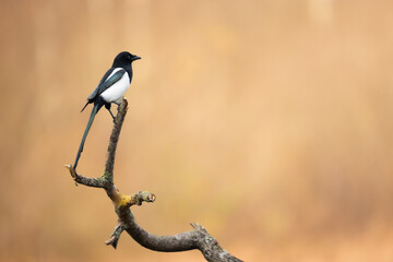 Eurasian Magpie or Common Magpie or Pica pica on the branch with colorful background, autumn time