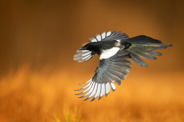 Flying Eurasian Magpie or Common Magpie or Pica pica with colorful background, autumn time	