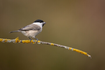 Bird - Marsh tit Poecile palustris perched on branch, winter time Poland Europe
