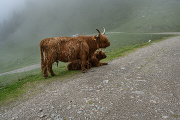 Kühe in den Alpen im Nebel