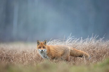 Fox Vulpes vulpes in natural scenery, Poland Europe, animal walking among meadow