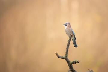 Bird Eurasian Jay Garrulus glandarius sitting on the branch Poland, Europe