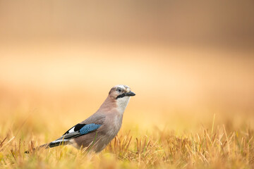 Bird Eurasian Jay Garrulus glandarius sitting on the meadow Poland, Europe